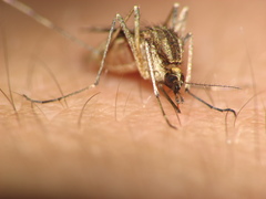 Aedes albifasciatus