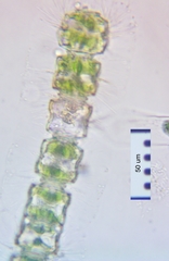 Desmidium