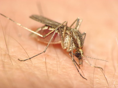 Aedes albifasciatus