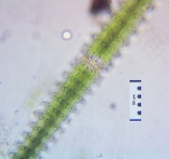 Triploceras verticillatum