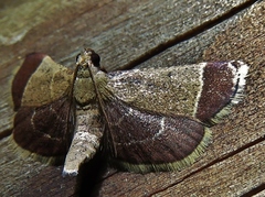 Hypsopygia amoenalis
