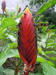 Heliconia episcopalis