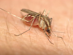 Aedes albifasciatus