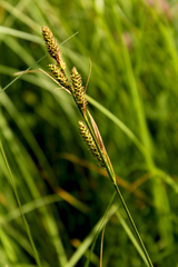 Carex hartmanii