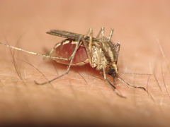 Aedes albifasciatus