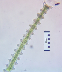 Triploceras gracile