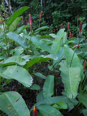 Heliconia episcopalis