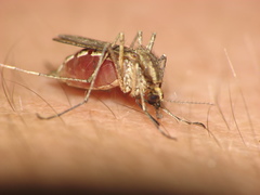Aedes albifasciatus