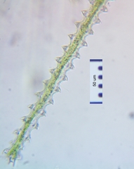 Triploceras gracile