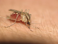 Aedes albifasciatus