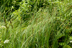 Carex hartmanii