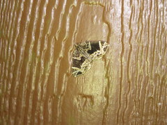 Gandaritis atricolorata