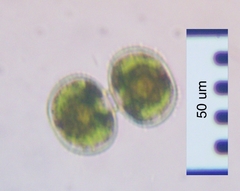 Cosmarium contractum