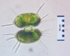 Xanthidium antilopaeum