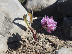 Allium cratericola