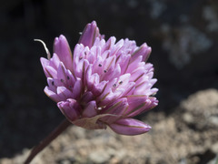 Allium cratericola