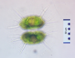 Xanthidium antilopaeum