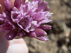 Allium cratericola