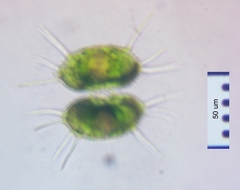 Xanthidium antilopaeum