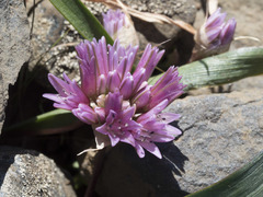 Allium cratericola