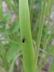 Mordellaria aurofasciata