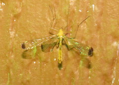 Hylobittacus apicalis