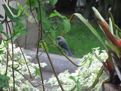 Thraupis episcopus cana