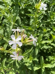 Saponaria officinalis