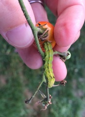 Helicoverpa armigera conferta