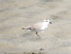 Charadrius marginatus arenaceus
