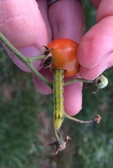 Helicoverpa armigera conferta