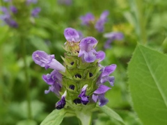Prunella vulgaris