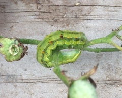 Helicoverpa armigera conferta