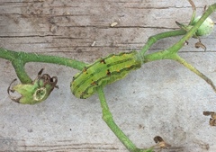 Helicoverpa armigera conferta