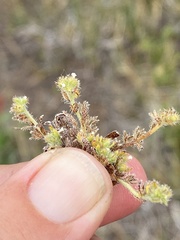 Plagiobothrys bracteatus