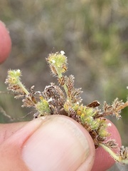 Plagiobothrys bracteatus
