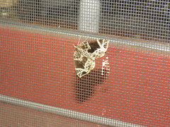 Gandaritis atricolorata