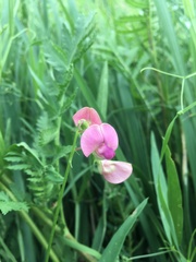 Lathyrus sylvestris