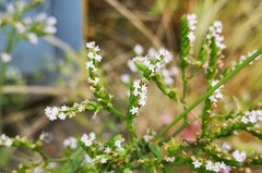 Centranthus calcitrapae