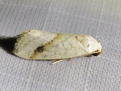 Micrathetis tecnion