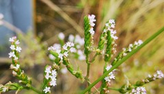 Centranthus calcitrapae