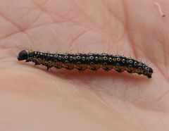 Depressaria daucella