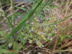 Centranthus calcitrapae