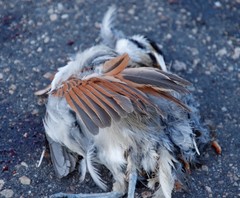 Tchagra australis australis