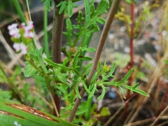 Centranthus calcitrapae