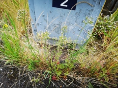 Centranthus calcitrapae