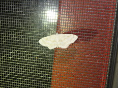 Idaea obfusaria