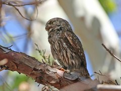 Glaucidium gnoma gnoma