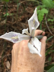 Iris fernaldii