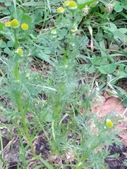 Matricaria discoidea